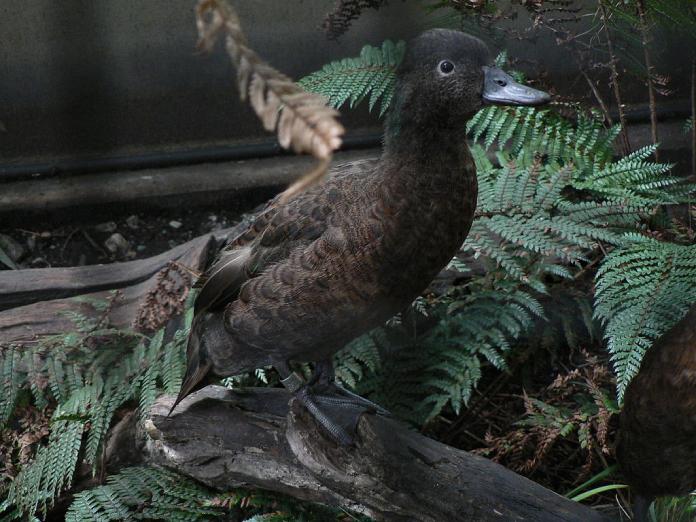 Aves que no vuelan: Cerceta de Campbell