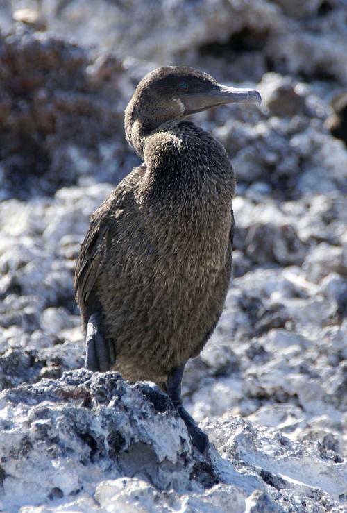 Aves que no vuelan: Cormorán de las Galápagos
