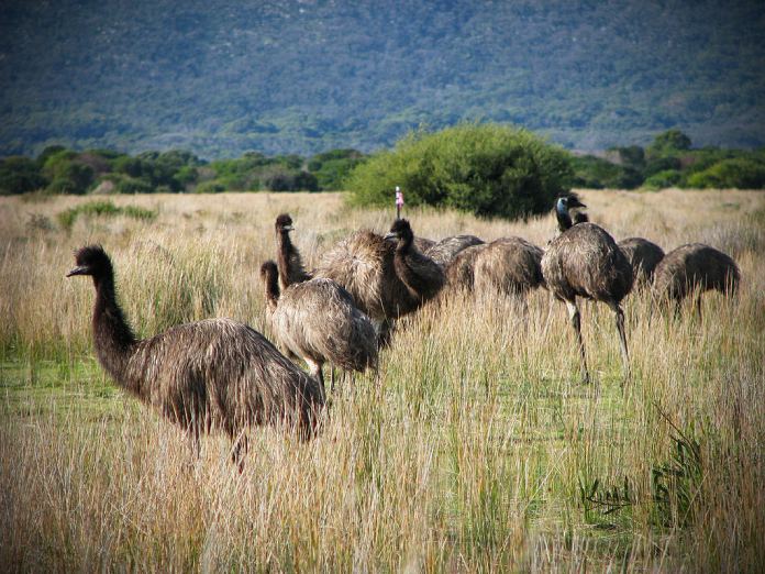 Aves que no vuelan: Emú
