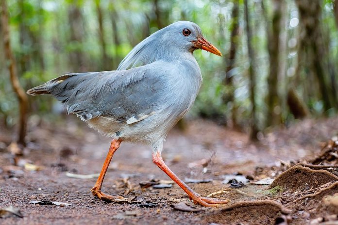 Aves que no vuelan: Kagú