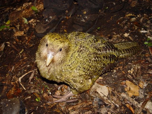 Aves que no vuelan: kakapo