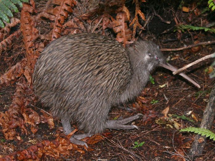 Aves que no vuelan:  Kiwi