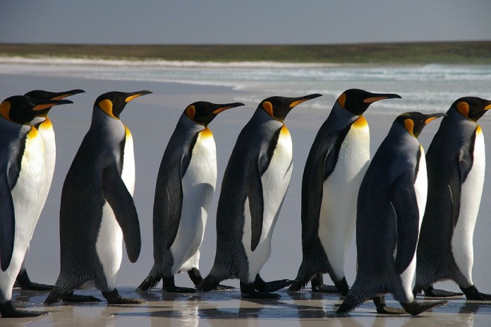 Aves que no vuelan: Pingüinos.