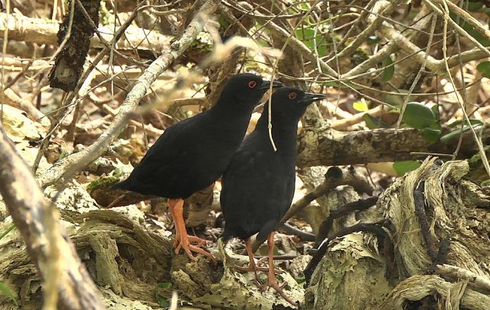 Aves que no vuelan: Polluela de la Henderson