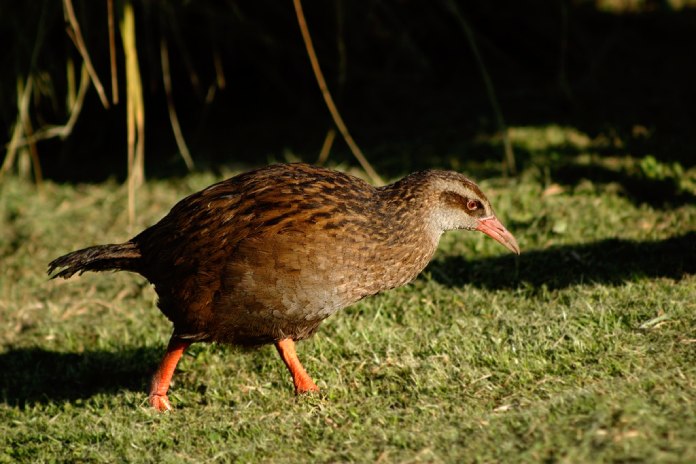 Aves que no vuelan: Rascón weka