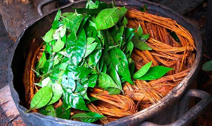 La ayahuasca produce los mismos efectos que las experiencias cercanas a la muerte