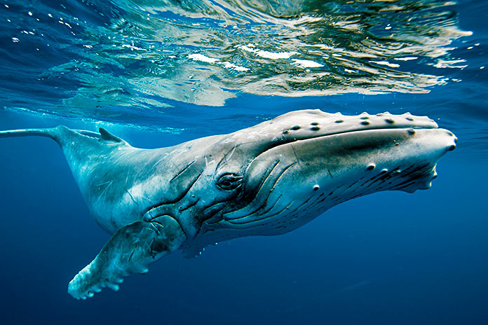 Agrupamiento de ballenas jorobadas