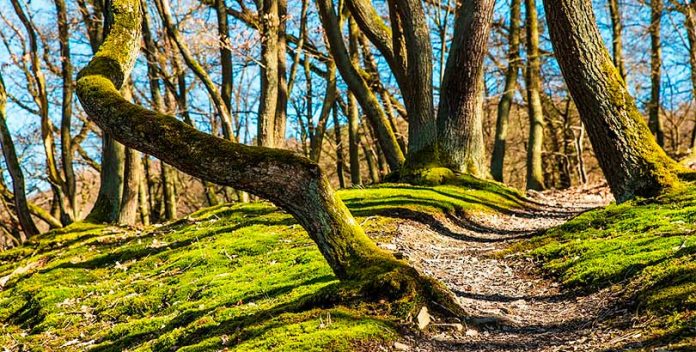 Los beneficios de los baños de bosque para la salud.