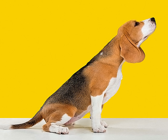 Beagle posando sobre fondo amarillo