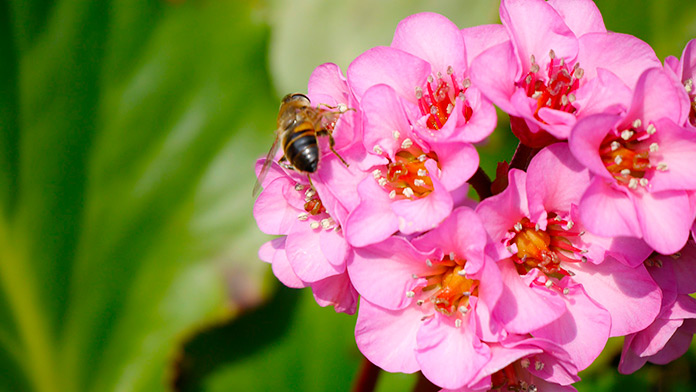 Bergenia Cordifolia