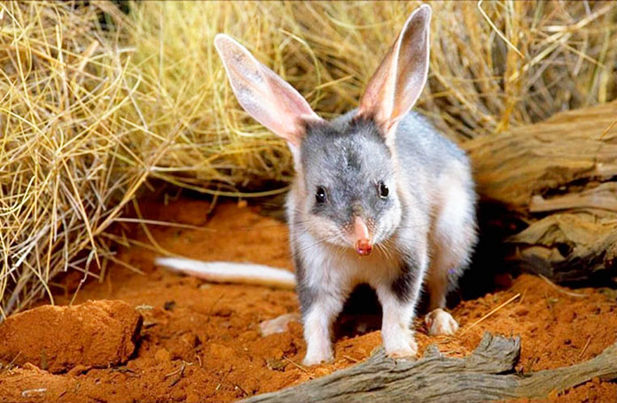 Bilby