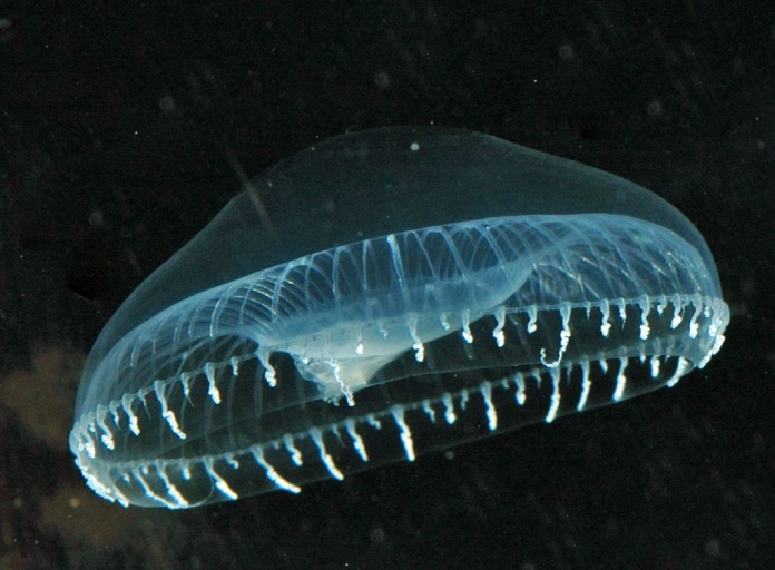 Animales bioluminiscentes: Aequorea victoria