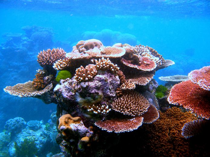 Biomas marinos: La Gran Barrera de Coral