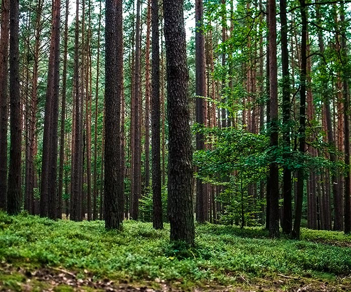 bosque lleno de árboles