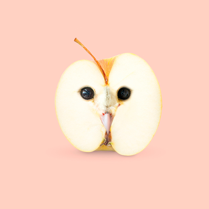 Appowl (Les Creatonautes)