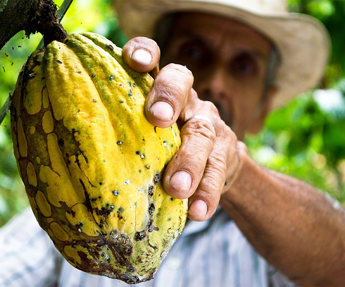 Cacao venezolano: historia, tipos, cómo se cultiva y dónde se produce el chocolate de Venezuela, el mejor del mundo