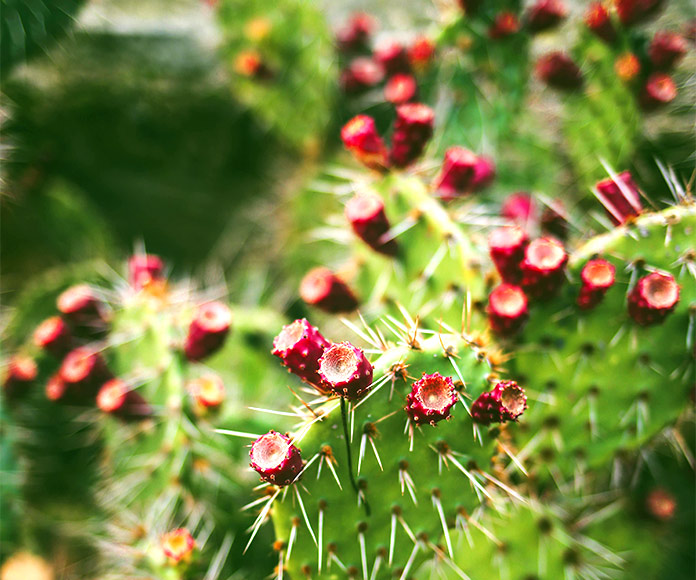 Datos que no conocías acerca del cactus Opuntia ficus-indica