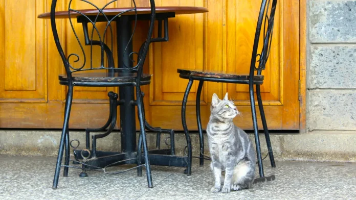 Cafeterías para gatos, animales, mascotas