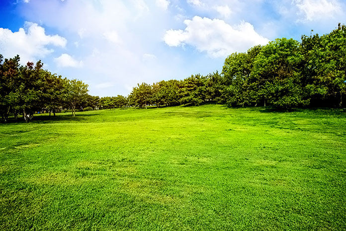 Prado verde rodeado de arbustos