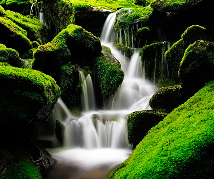 cascada Moss Corea