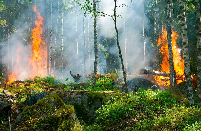 Incendios forestales por causas naturales