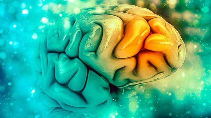 Nuevos descubrimientos sobre el cerebro humano que derriban muchas de tus creencias