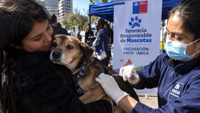 Representación de una campaña de vacunación antirrábica en Chile