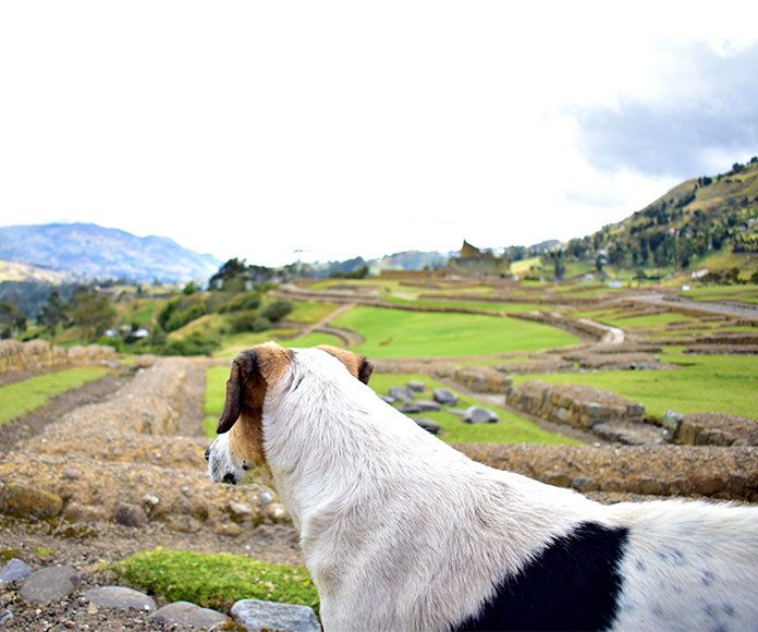 Perro mirando unas ruinas arqueológicas