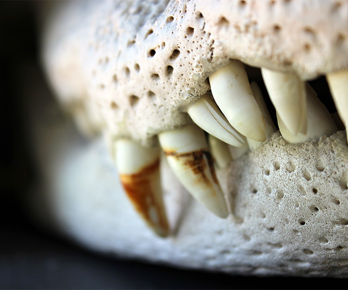 Detalle de la mandíbula de un cocodrilo