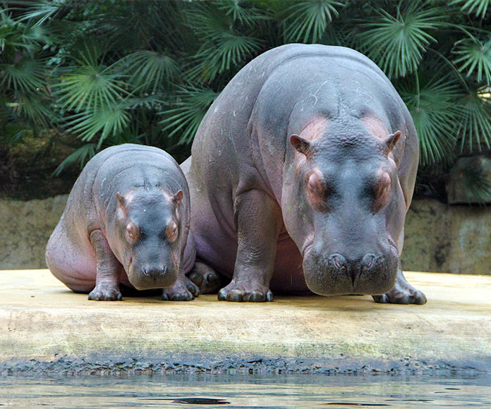 Dos hipopótamos cabizbajos en un zoo