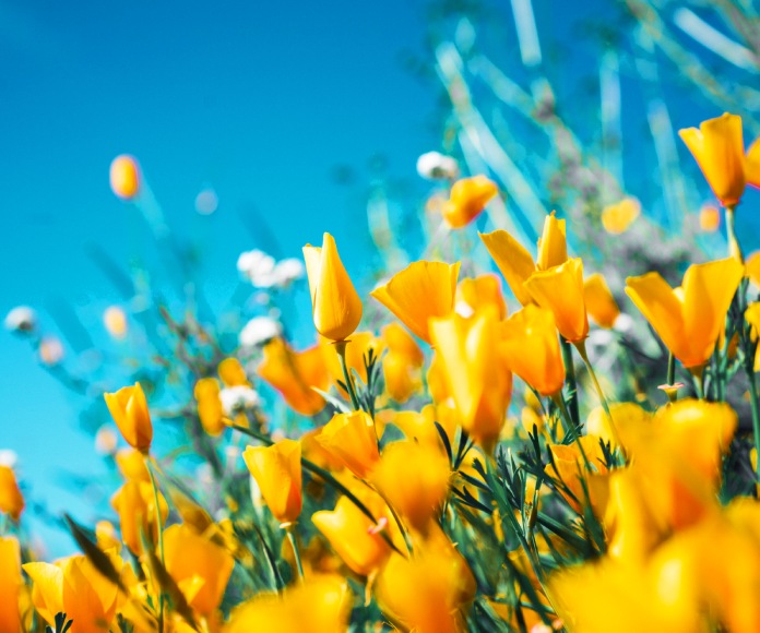 Flores amarillas en el campo.