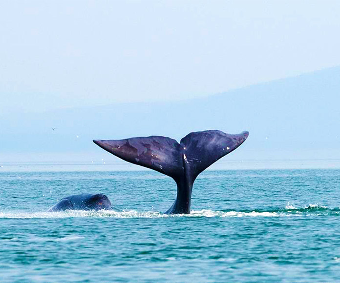 Una ballena de Groenlandia golpea la cola en las aguas costeras del Mar d
