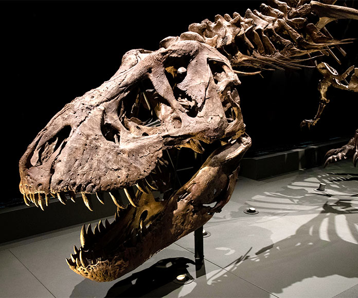 Tyrannosaurus Rex del Centro de Biodiversidad Naturalis, Museo en Leiden