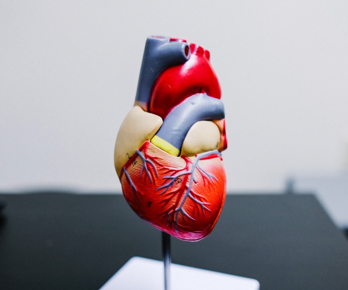 Modelo de corazón humano.