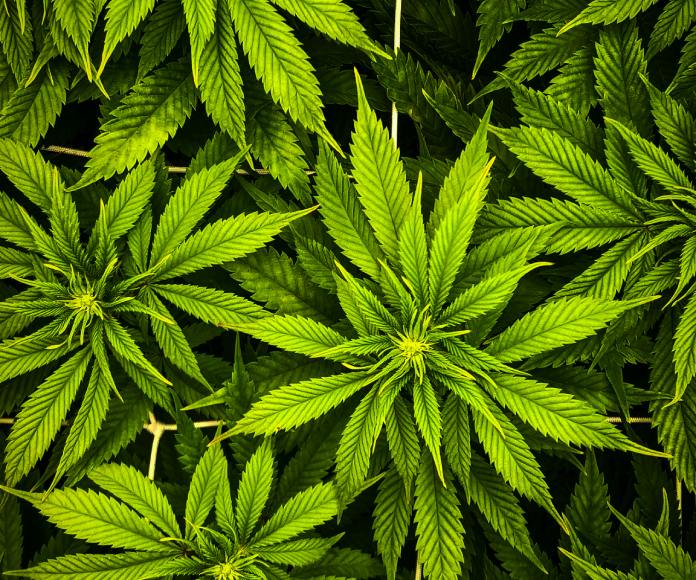 Plantas de cannabis.