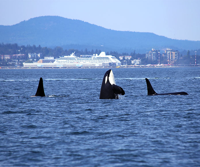 Grupo de orcas cerca de la costa