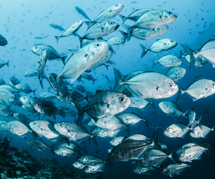 Banco de peces en movimiento.