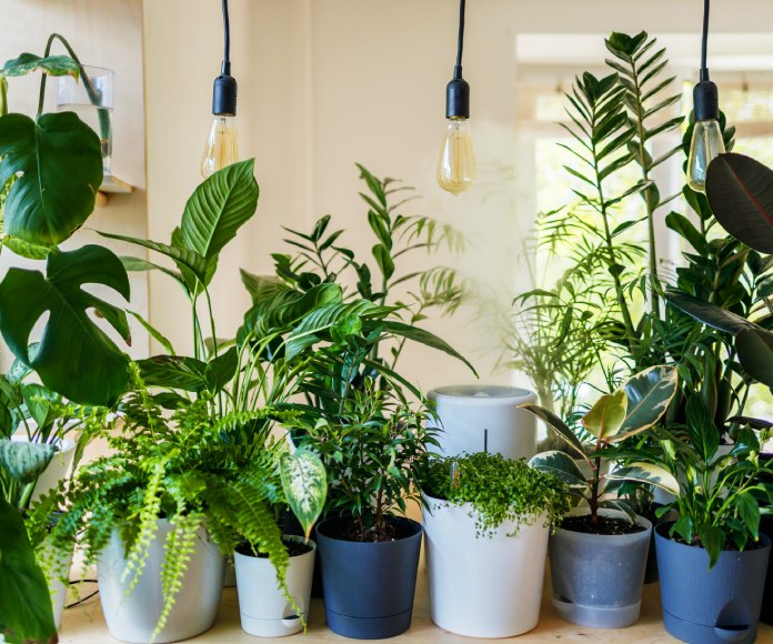 Plantas de interiores.