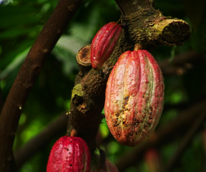 Semilla de cacao colgada en un árbol.