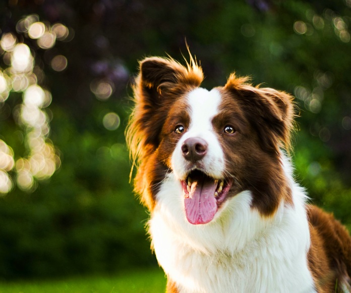 Perro Border Collie.