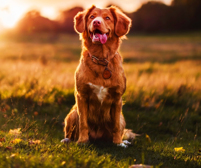 Perro en el atardecer.