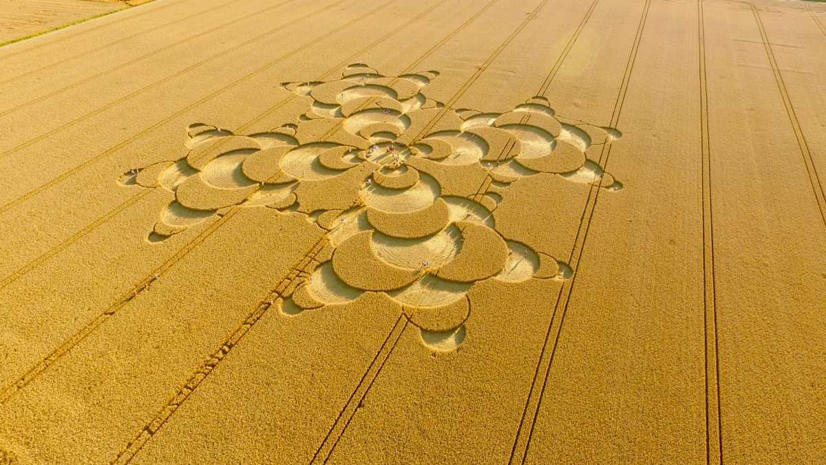 Los círculos de cultivo: orígenes, teorías, investigaciones y controversias en torno a este intrigante fenómeno