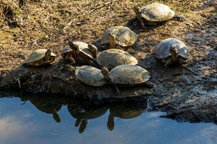 Tortugas marinas a orillas del mar contaminado por derrame de crudo en Knightdale, EE UU - ¿Cómo funciona una refinería de petróleo?