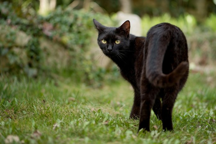 como-son-las-brujas-mascotas-desagradables