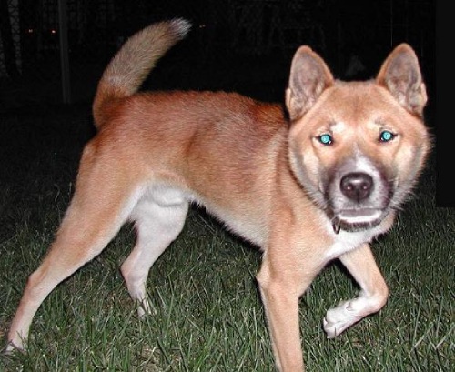 Perro cantor de Nueva Guinea con los ojos verdes por el impacto de la luz de una linterna.