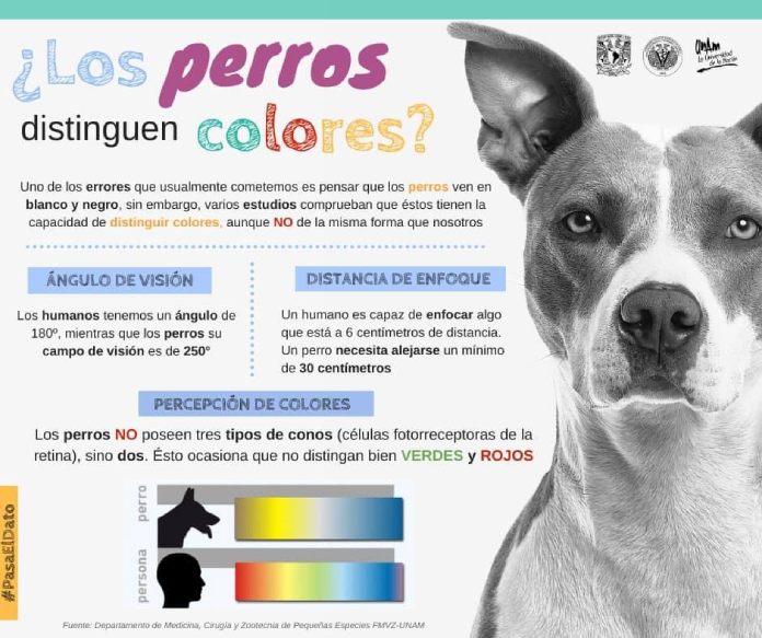 Imagen explicativa sobre cómo ven los perros