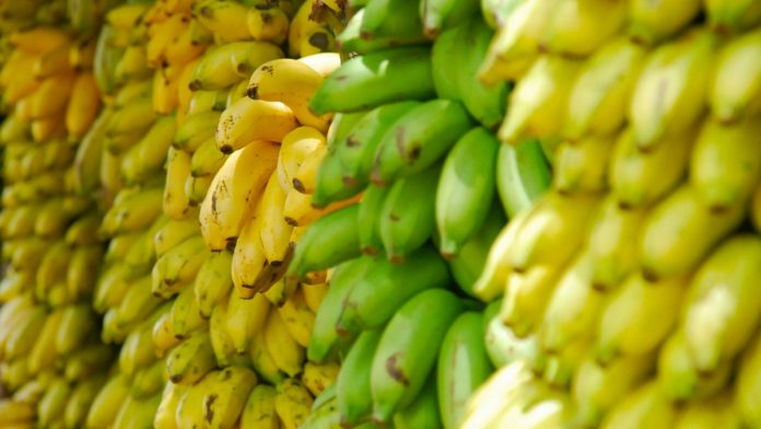 Plátanos verdes y maduros