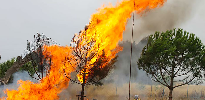 Incendio forestal en la copa de los árboles