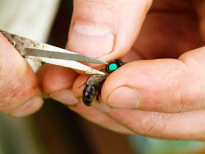 años causados a las abejas