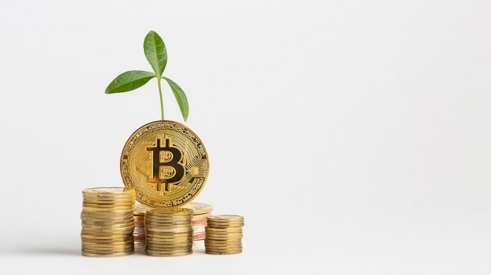 bitocoins delante de una planta en crecimiento